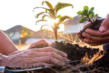 Young men join hands together to plant trees on fertile ground. The concept of protecting nature.の写真素材