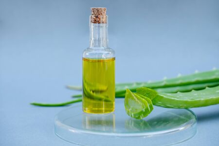 Aloe vera Gel that has both substances to cure scars And used to produce health drinks Or cosmetics that are good for the skin.の写真素材