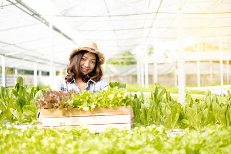 Hydroponics, Asian woman farmer holding vegetable baskets standing on a farm, growing organic, organic, commercial vegetables, small business entrepreneurs. Concept, organic vegetable farming.の写真素材
