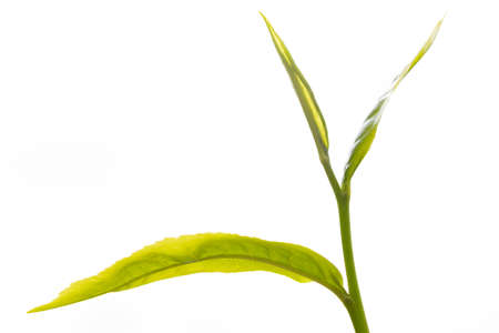 Top tea leaves, natural products, are ingredients in making beverages. Selected fresh tea leaves in tea plantations.の写真素材