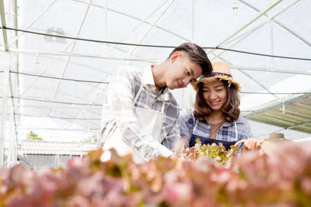 Hydroponics, smiling young Asian couple farmers harvest organic vegetable salad from farm garden, nursery. Organic farming business concept.の写真素材
