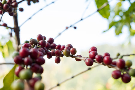 Arabica coffee, green Arabica coffee beans unripe on northern Thailand sources waiting for harvest to process.の写真素材