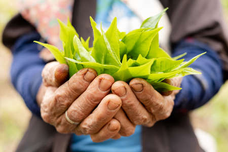 Top tea leaves, natural products, are ingredients in making beverages. Selected fresh tea leaves in...