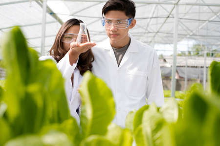 Hydroponics, two Asian scientists, tested the standards and collected chemical data of the organic vegetables grown using hydroponics in the nursery.の写真素材