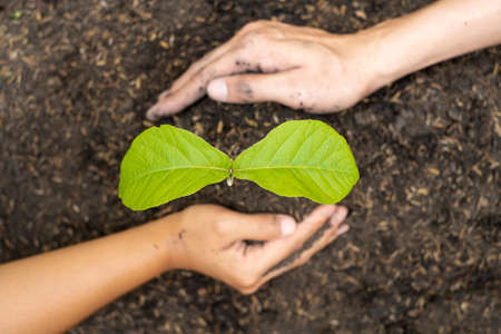 The hands of two people help each other are planting young seedlings on fertile ground, taking care...