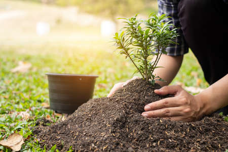 The young man's hands are planting young seedlings on fertile ground, taking care of growing plants. World environment day concept, protecting nature.の写真素材