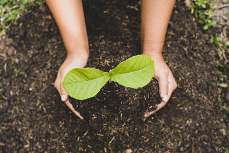 The young woman hands are planting young seedlings on fertile ground, taking care of growing plants. World environment day concept, protecting nature.の写真素材
