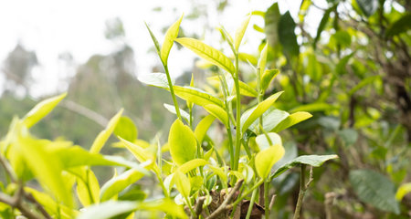Top tea leaves, natural products, are ingredients in making beverages. Selected fresh tea leaves in...