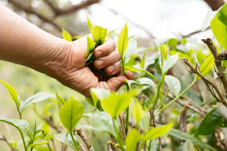 Top tea leaves, natural products, are ingredients in making beverages. Selected fresh tea leaves in tea plantations.の写真素材