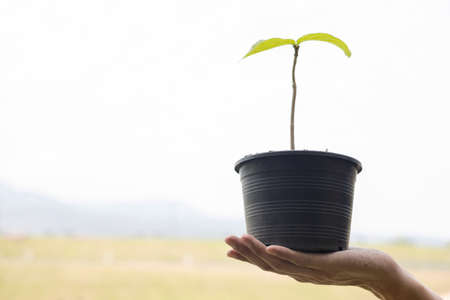 The young woman hands are planting young seedlings on fertile ground, taking care of growing plants....