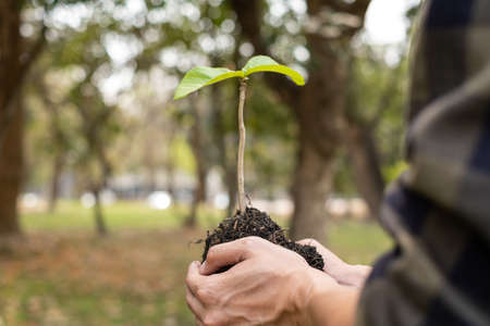 The young man's hands are planting young seedlings on fertile ground, taking care of growing plants. World environment day concept, protecting nature.の写真素材