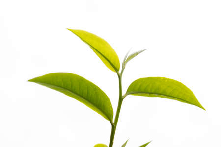 Top tea leaves, natural products, are ingredients in making beverages. Selected fresh tea leaves in...