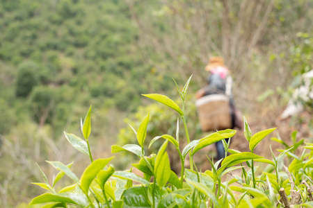 Top tea leaves, natural products, are ingredients in making beverages. Selected fresh tea leaves in tea plantations.の写真素材