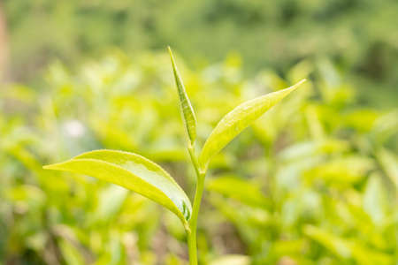 Top tea leaves, natural products, are ingredients in making beverages. Selected fresh tea leaves in tea plantations.の写真素材