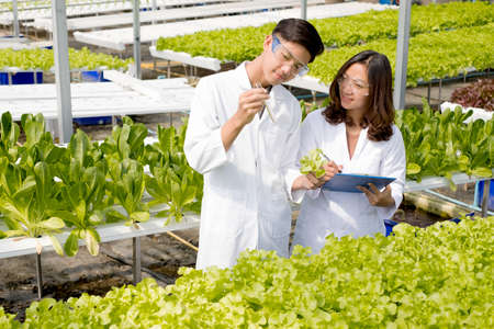 Hydroponics, two Asian scientists, tested the standards and collected chemical data of the organic vegetables grown using hydroponics in the nursery.の写真素材