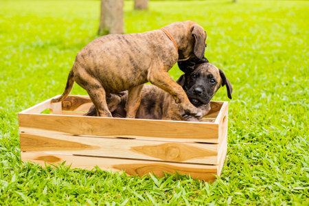 Two cute puppies in a wooden basket on the green grass at the park. animal theme.