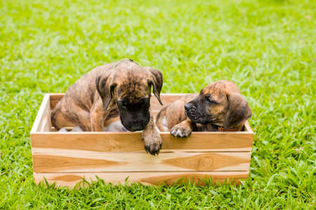 Two cute puppies in a wooden basket on the green grass at the park. animal theme.の写真素材