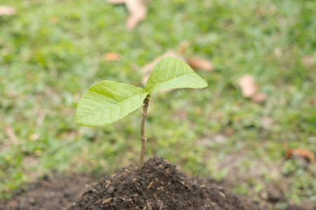Young trees that grow in fertile ground Concept of nature protection.