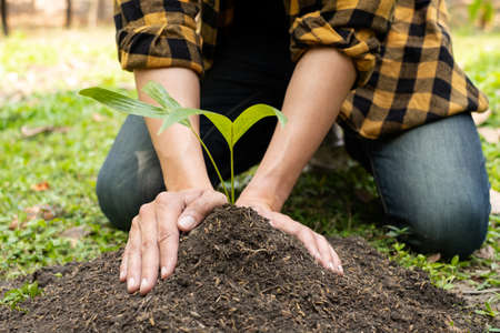 The young man's hands are planting young seedlings on fertile ground, taking care of growing plants....