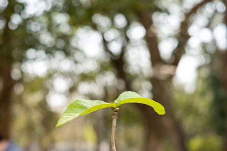 Young trees that grow in fertile ground Concept of nature protection.の写真素材