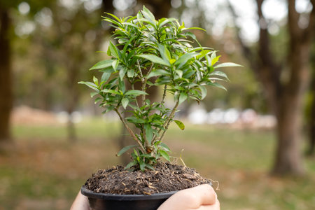 The young man's hands are planting young seedlings on fertile ground, taking care of growing plants. World environment day concept, protecting nature.の写真素材