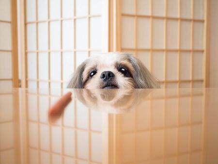 Hungry Shih tzu dog looking at snack on wooden table. Nice dog waiting for feeding food from owner at home. Concept of pet healthy and lifestyle. Copy space.の写真素材
