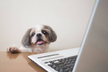 Funny Shih tzu dog using laptop on wooden table at home office. Pet dogs in the workplace. Copy...