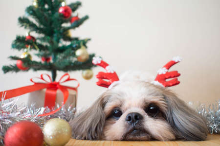 Cute Shih tzu dog in reindeer antlers hat lying down on wood floor near christmas tree, gift and decorative ball. Happy new year, Christmas, holiday and celebration concept. Pet lifestyle. Copy space.の写真素材