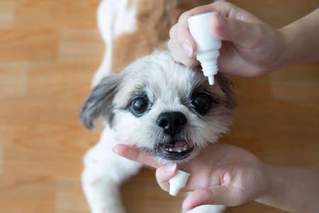 Women hand vet applying medical eye drops to Shih Tzu dog's eyes for treatment and prevention eyes disease. Medical and Health care of pet concept.の写真素材