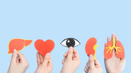 Organ donation and transplantation concept. Human hands holding liver, heart, eye, kidney and lung symbol made from paper on light blue background. Health care and medical. Copy space.の写真素材