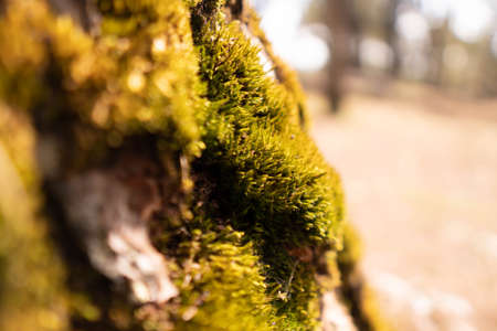 Close up of green moss grown up cover the tree trunk . Blurred forest abstract background. Nature for wallpaper. selective focus.の写真素材