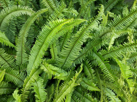 Beautiful Green Fernの素材