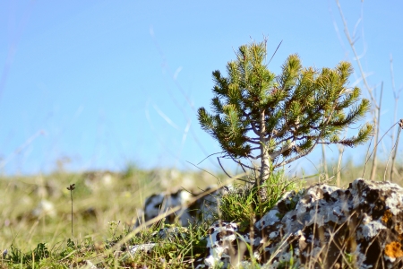 Young pine tree on a rockの写真素材