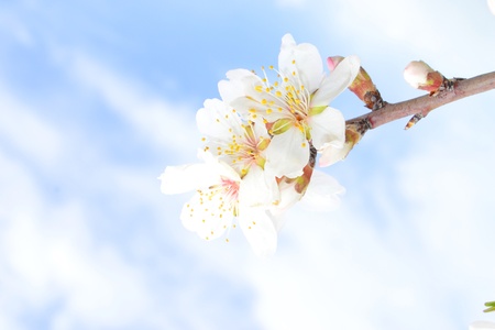 Almond blossoms