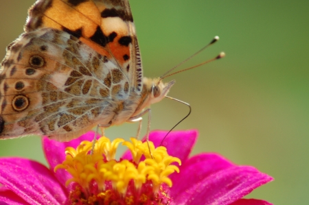 vanessa cardui, macro of a butterfly on a zinnia flower の写真素材