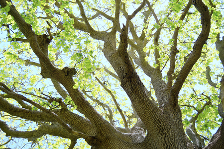 Branches of a tree oak