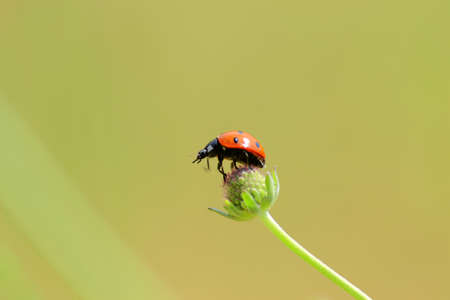 ladybug