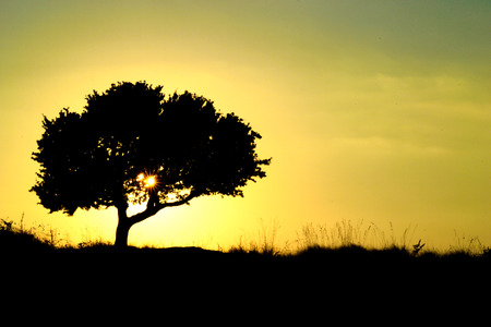 Silhouette of a tree at sunsetの写真素材