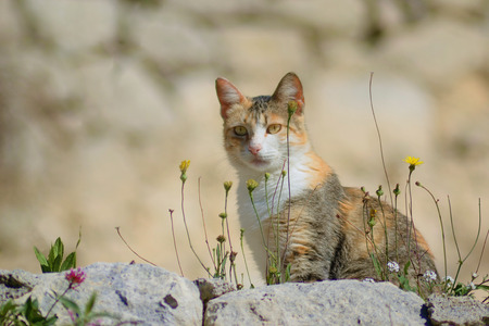 Cat sitting on a stone wall with small dandelion flowers closeの写真素材