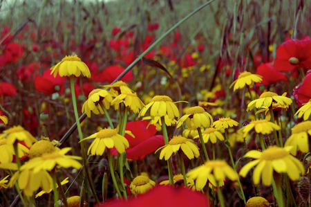 Yellow daisies and poppiesの写真素材