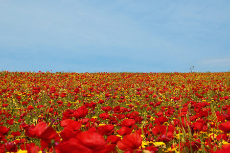 Meadow with poppiesの写真素材