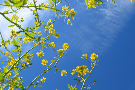 Template di fiori di campoの写真素材