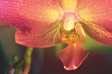 Macro picture of a phalaenopsis orchidの写真素材