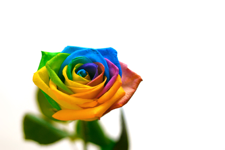 Beautiful rose flower with the colors of the rainbow - rainbow Rose - Rosa multicoloredの写真素材