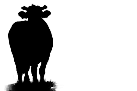 Silhouette of a dairy cowの写真素材