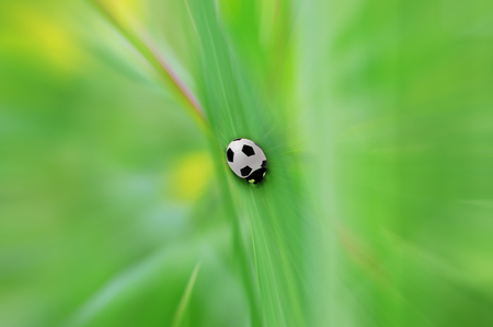 Ladybug on a blade of grass
