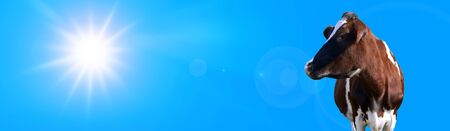 Cow in the foreground with blue sky as a backgroundの写真素材