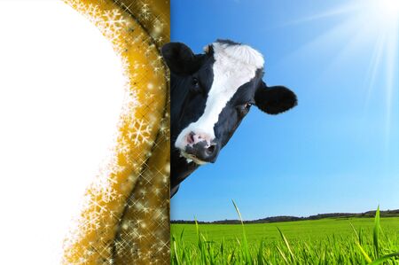 Friesian christmas greetings card with space for textの写真素材