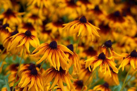 Susan with black eyes, yellow daisyの写真素材