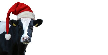 Christmas greeting card with cow on a white backgroundの写真素材